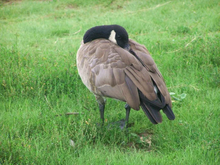 Animal 21.jpg