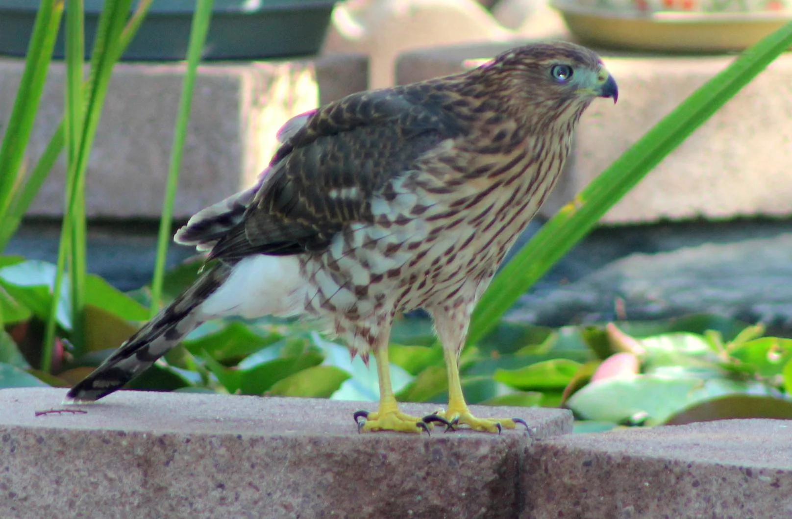 Animal 47.jpg