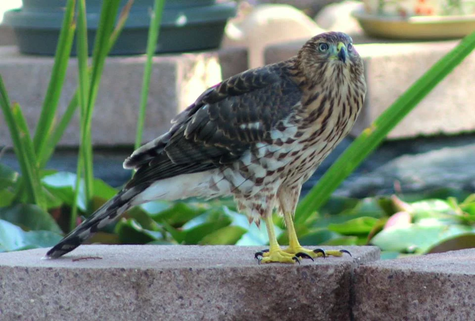 Animal 48.jpg