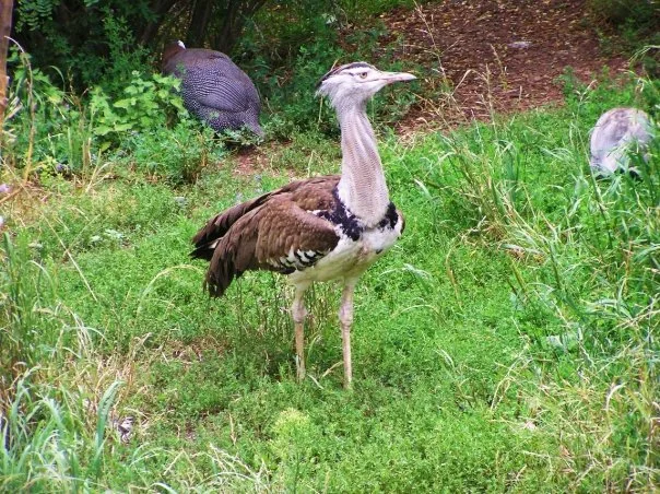 Animal 58.jpg