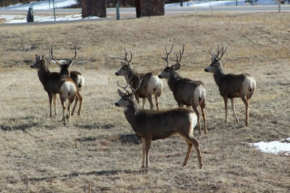 Bucks.jpg