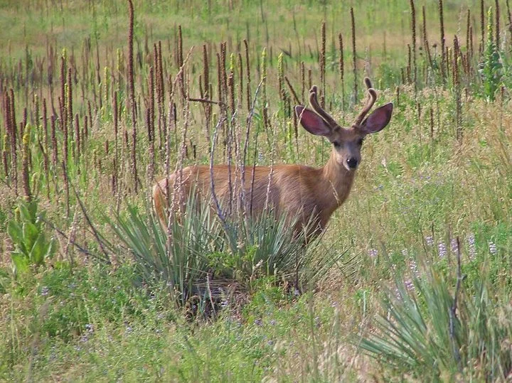 Little Buck.jpg