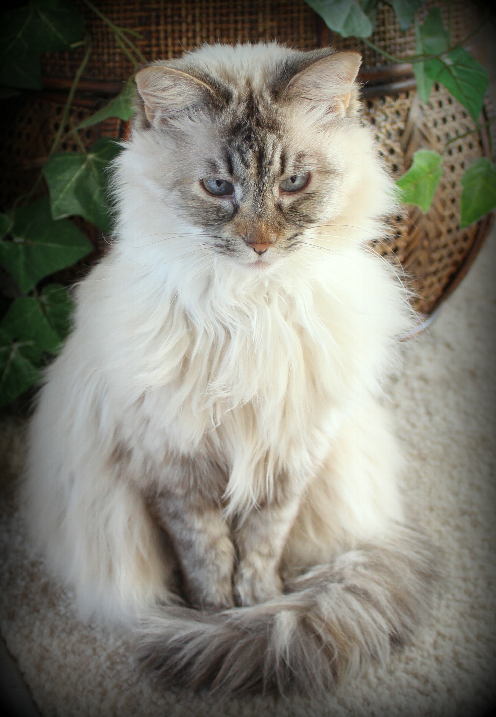 Phoebe 3.jpg