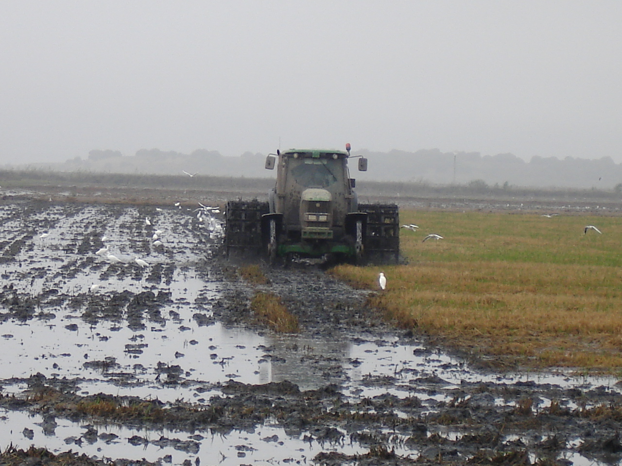 Site preparation at a rice field