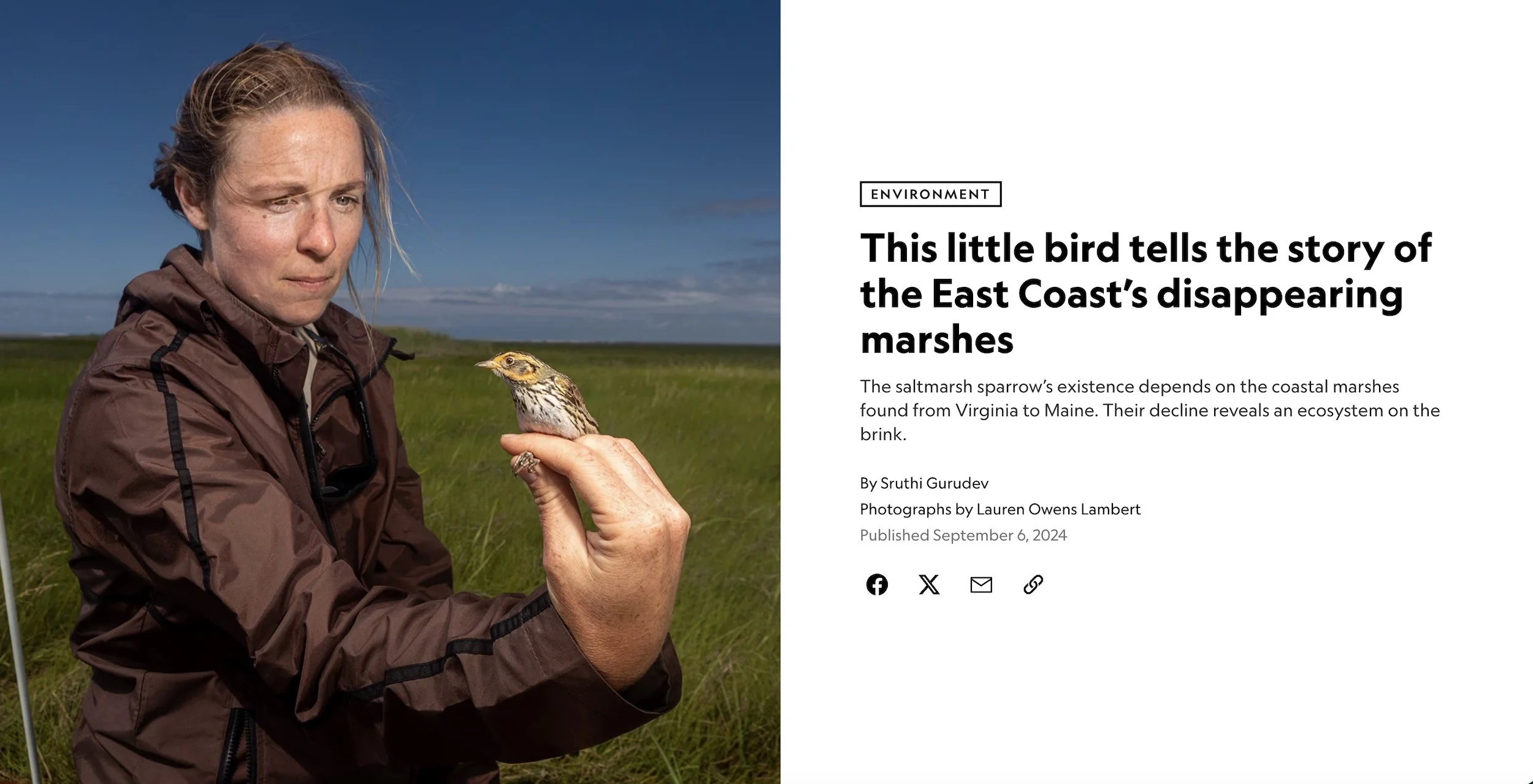 This Little Bird Tells the Story of the East Coast’s Disappearing Marshes