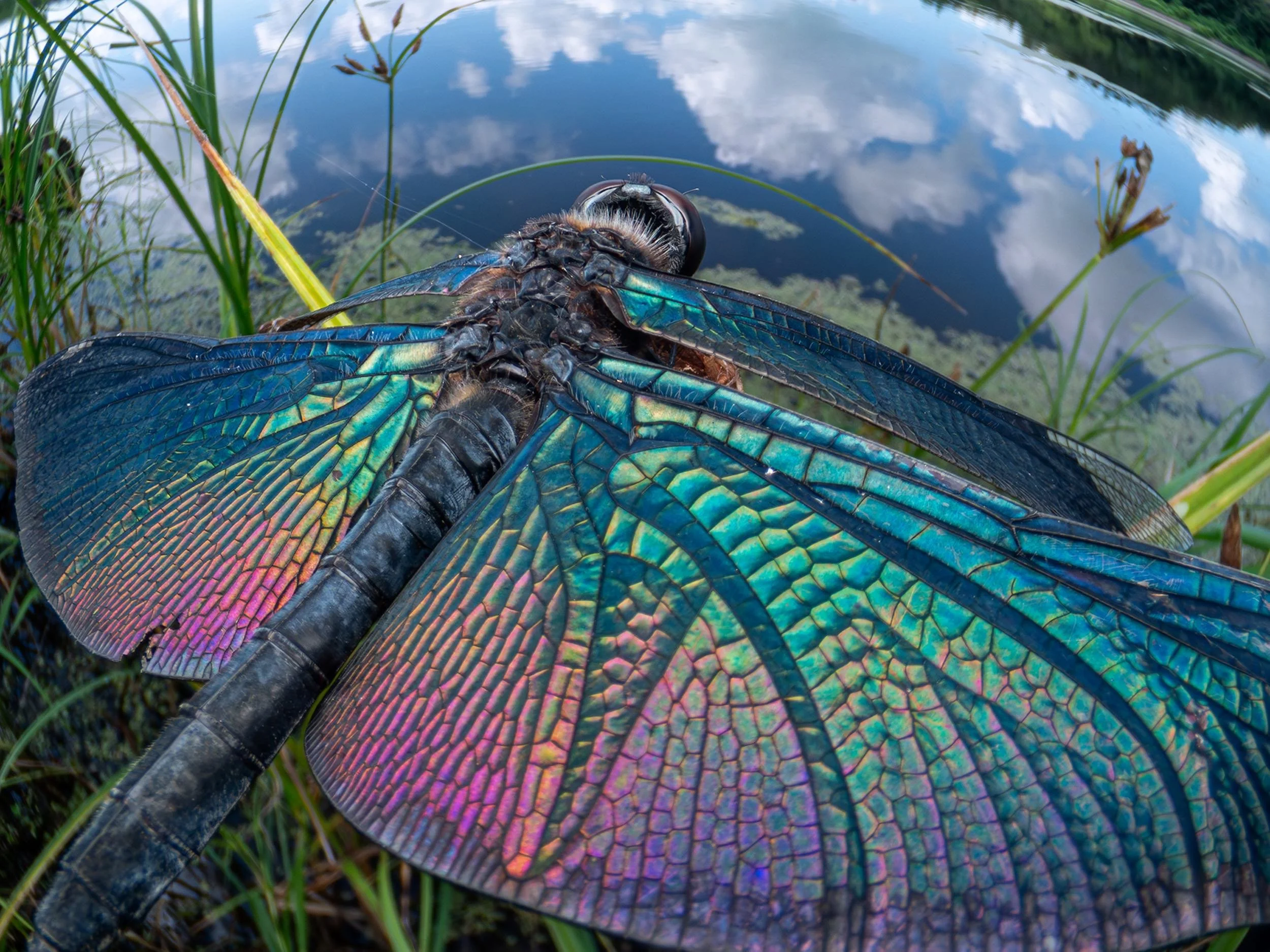 These Incredible Photos Show You Life from a Bug’s Perspective