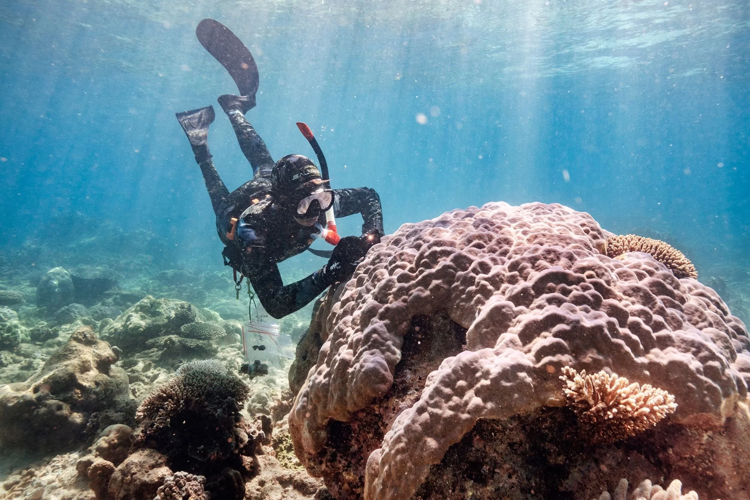 The Race to Create Climate-Resilient Coral—Before It's Too Late