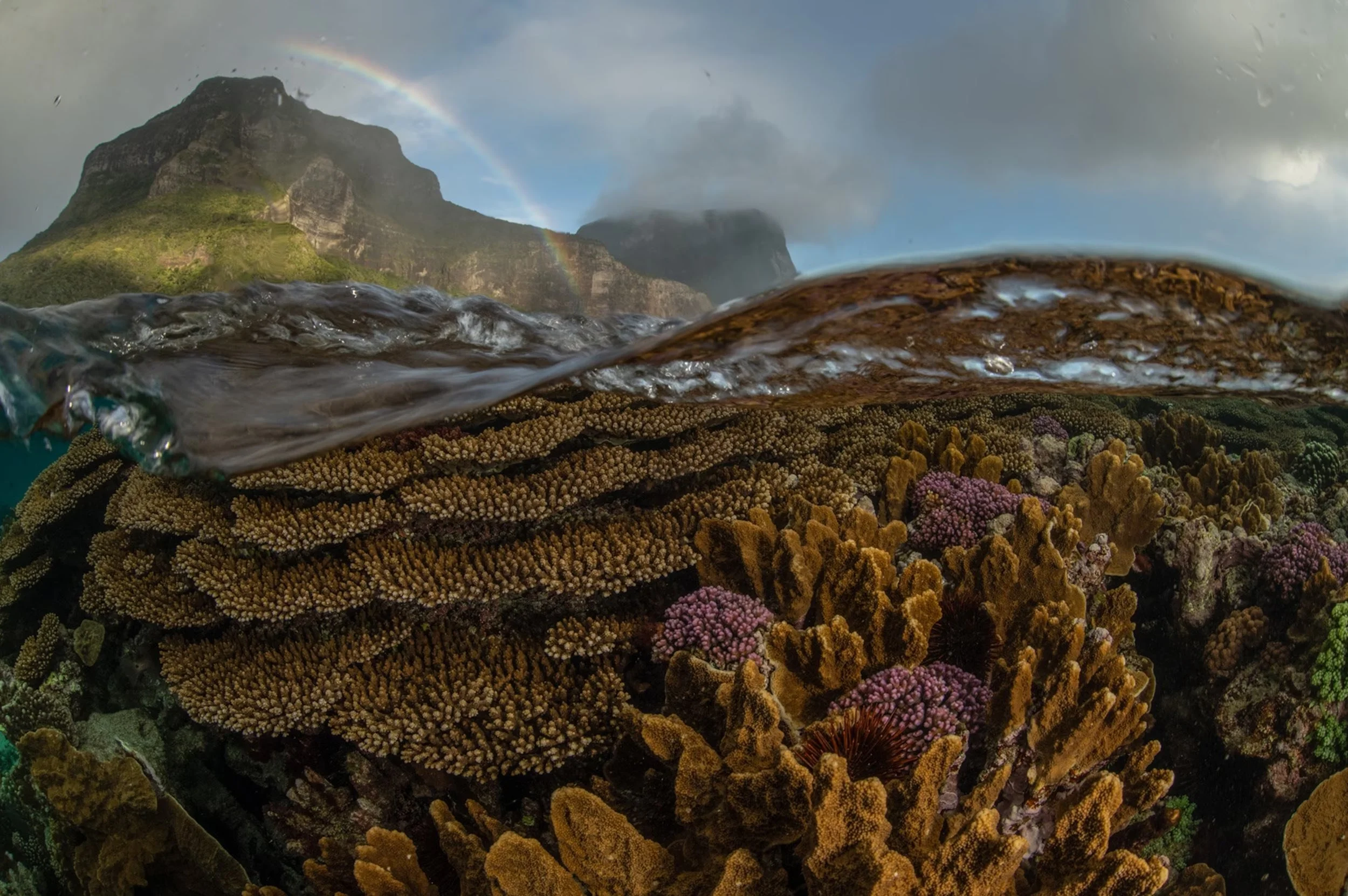 These Photos Show What Happens to Coral Reefs in a Warming World