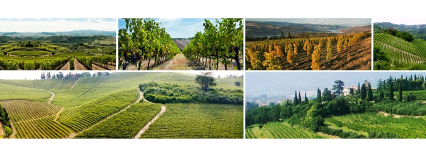 Thursday Night Wine Tasting with Casa Bruno 