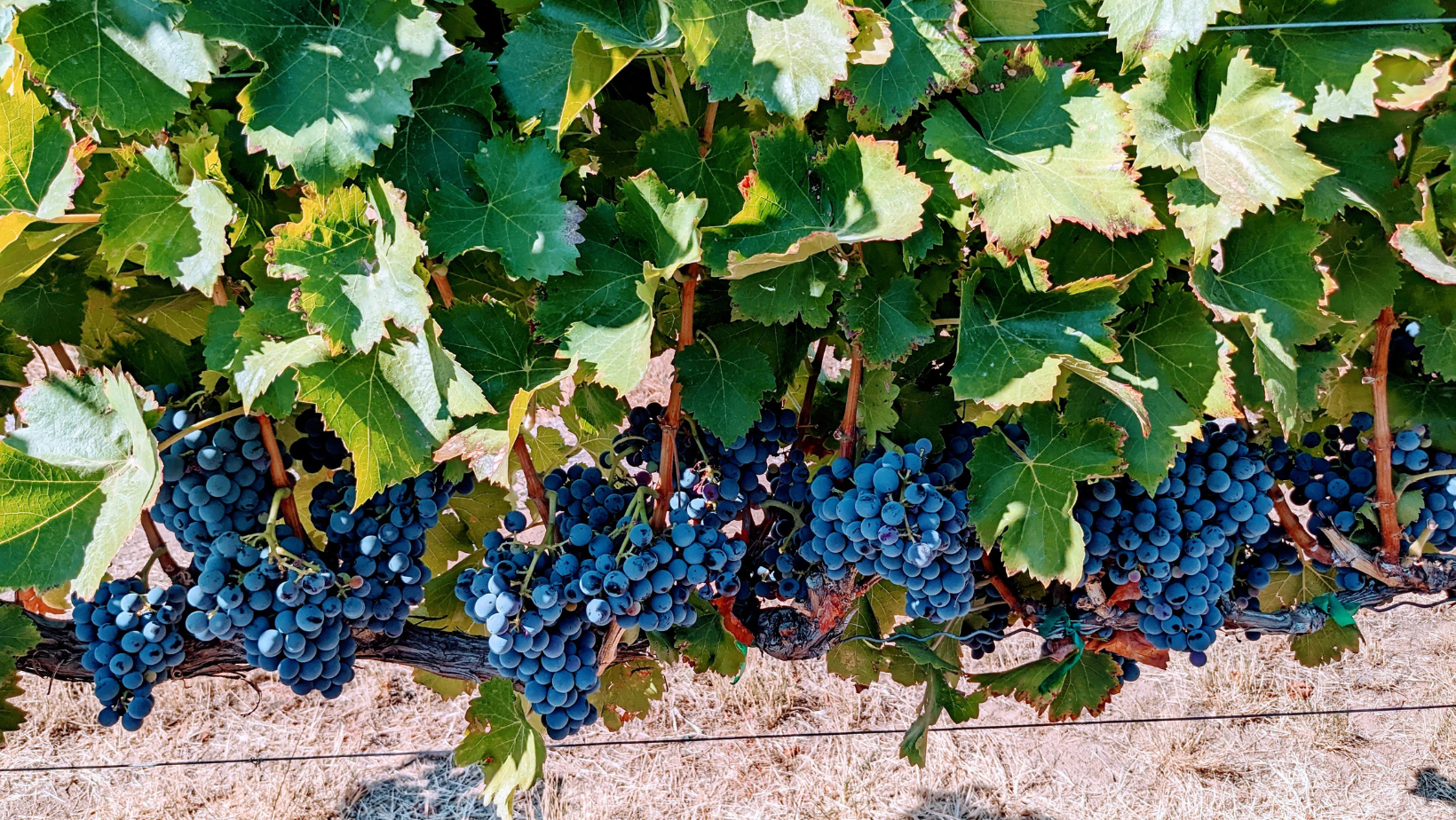 Thursday Night Tasting | Madrona Bay Wines