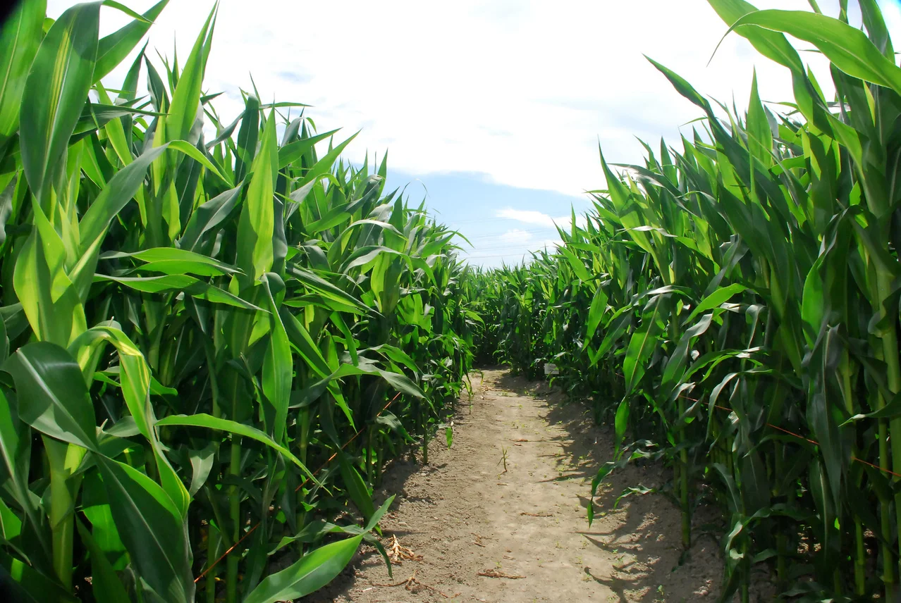 cornfield1.jpg