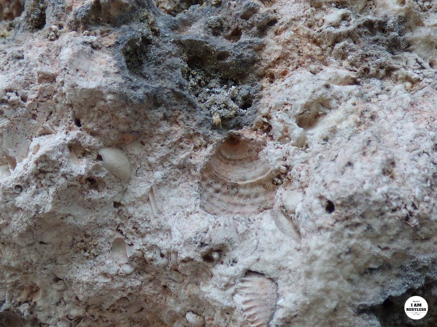 3rd Time Is the Charm: The Bay, Waves & Seashell Fossils in Northern Bulgaria Seaside Tyulenovo