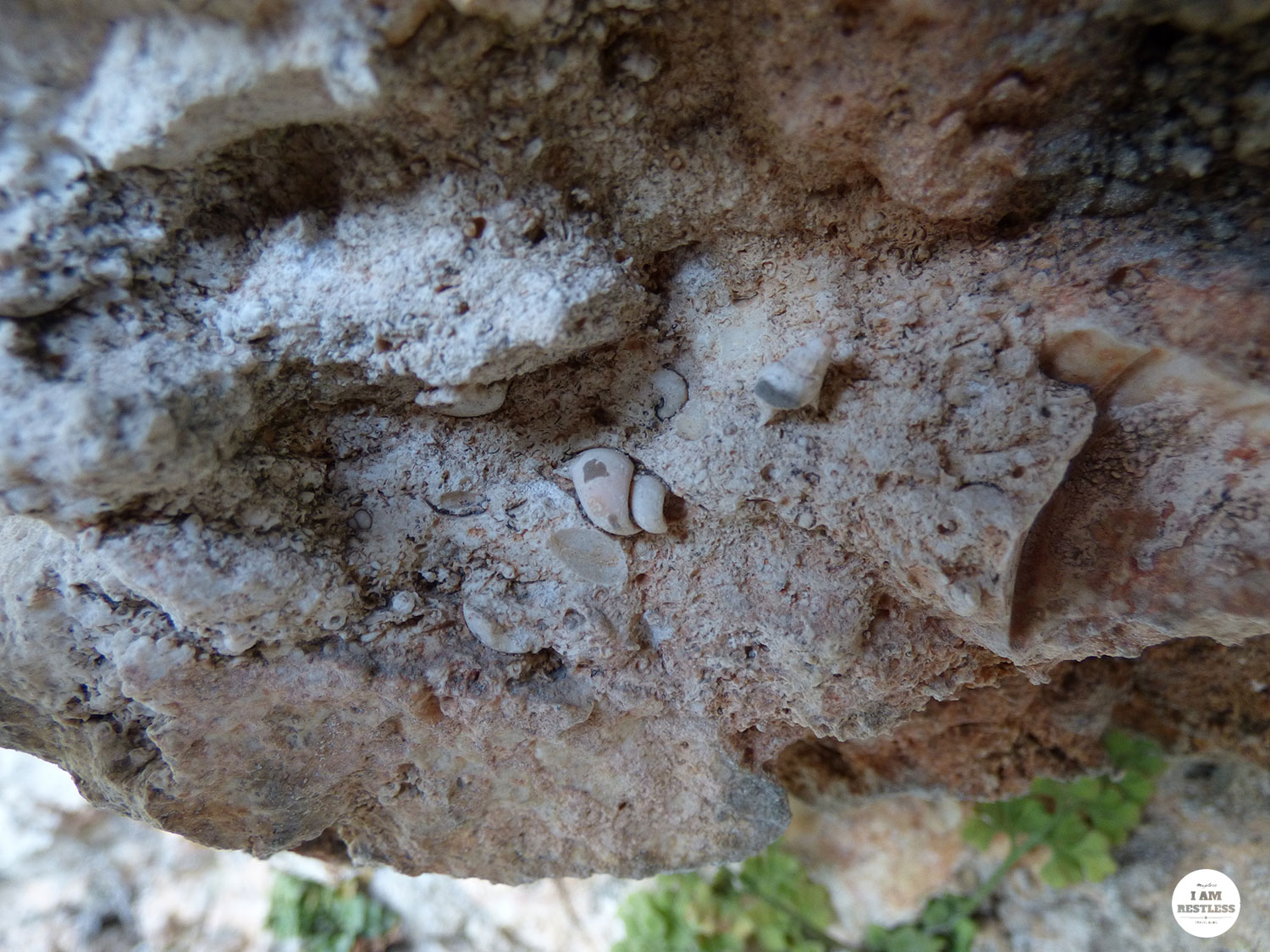 3rd Time Is the Charm: The Bay, Waves & Seashell Fossils in Northern Bulgaria Seaside Tyulenovo