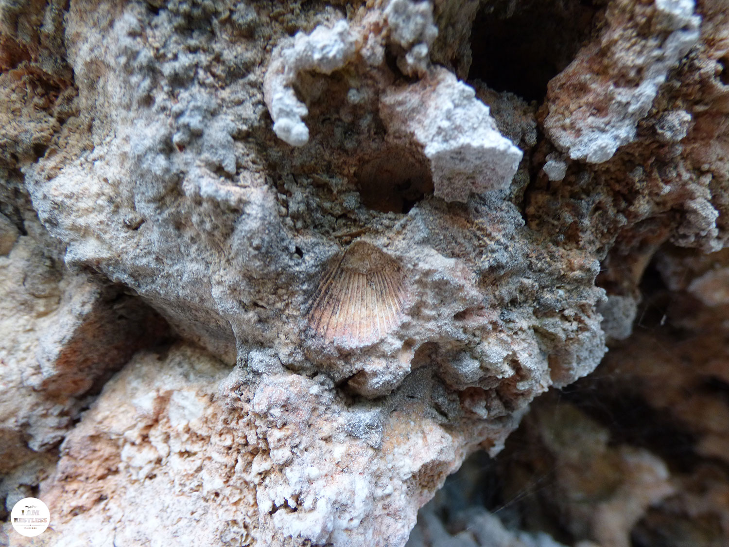 3rd Time Is the Charm: The Bay, Waves & Seashell Fossils in Northern Bulgaria Seaside Tyulenovo