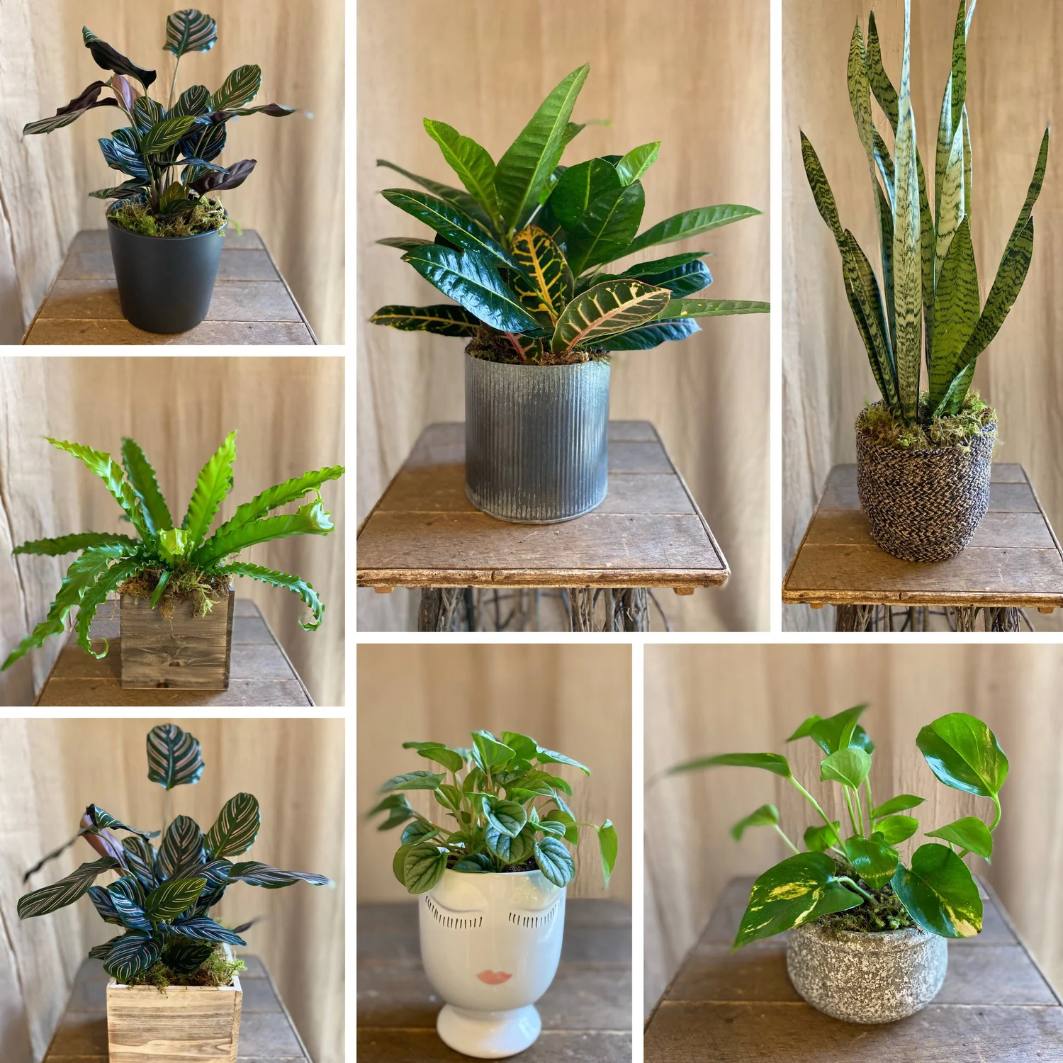 image.title Decoding The Cost Of Indoor Greenery