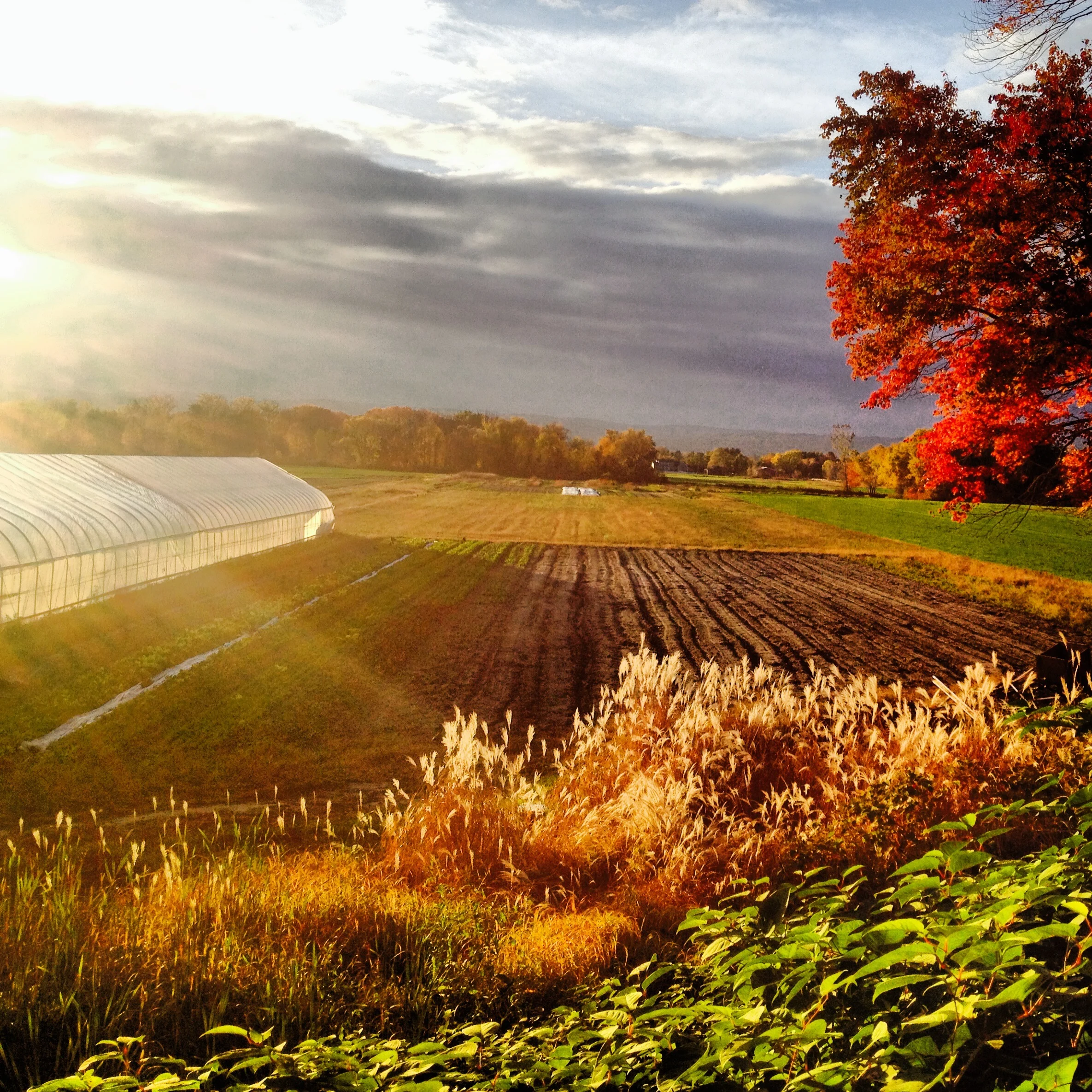 Farm Gallery