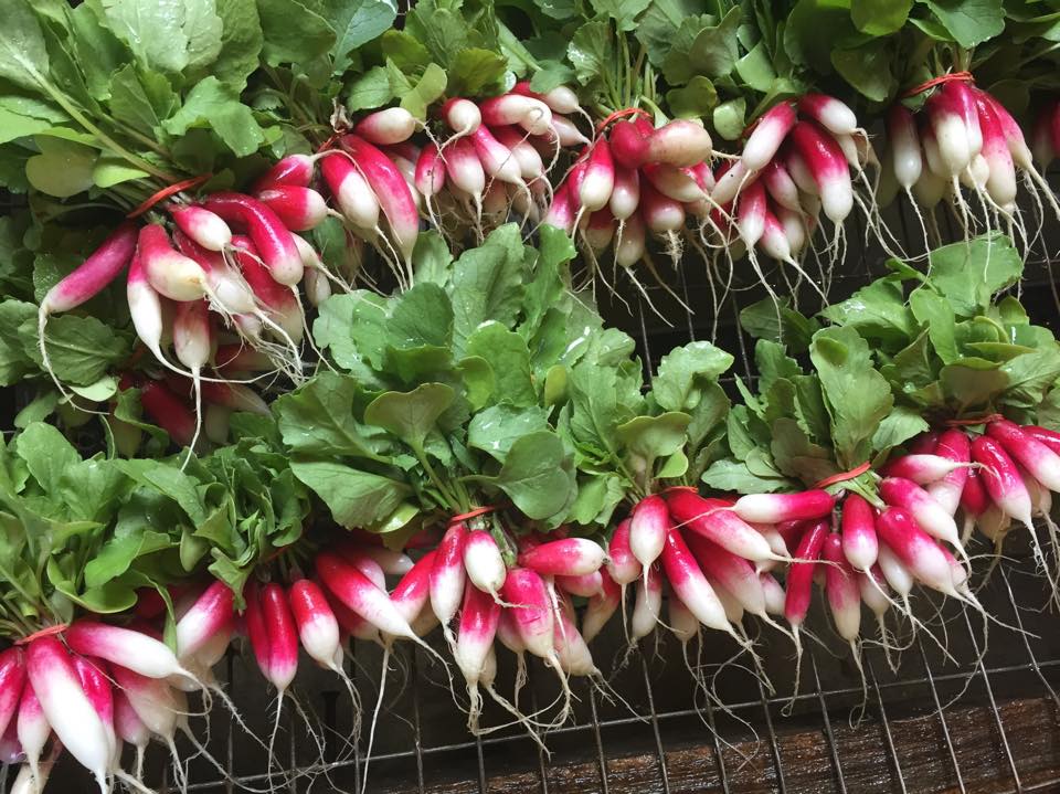 french-radishes.jpg