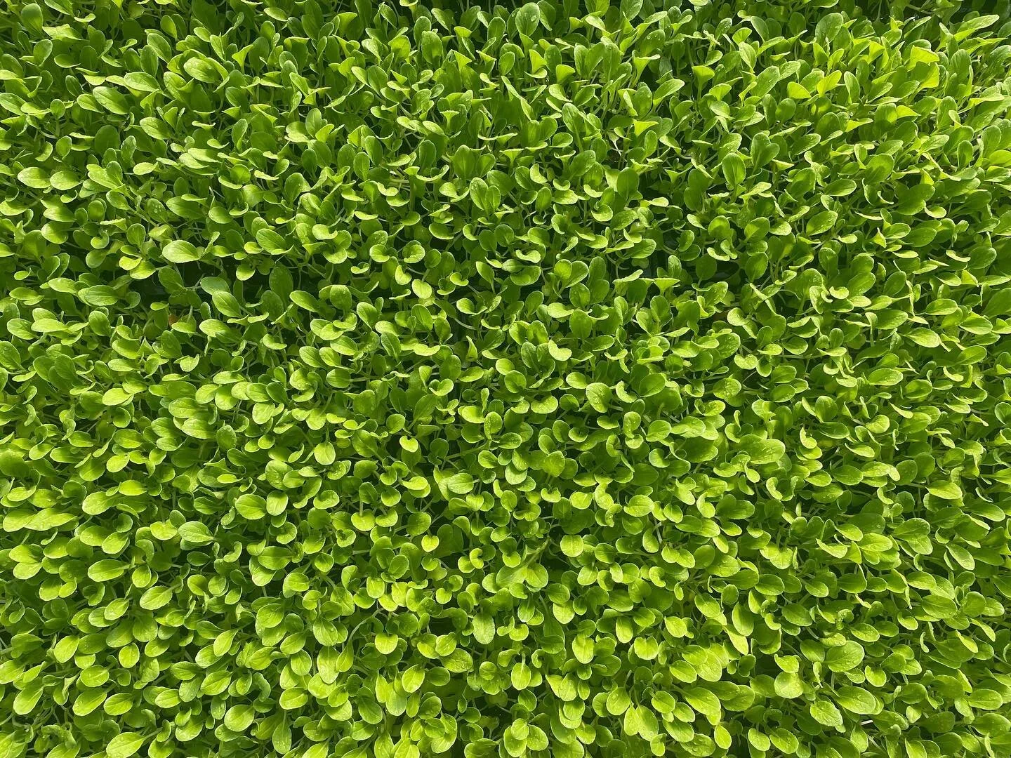 Signs of spring on the farm. Baby bok choy transplants, lettuce transplants, and the first crocus bloom. 🥬🌸