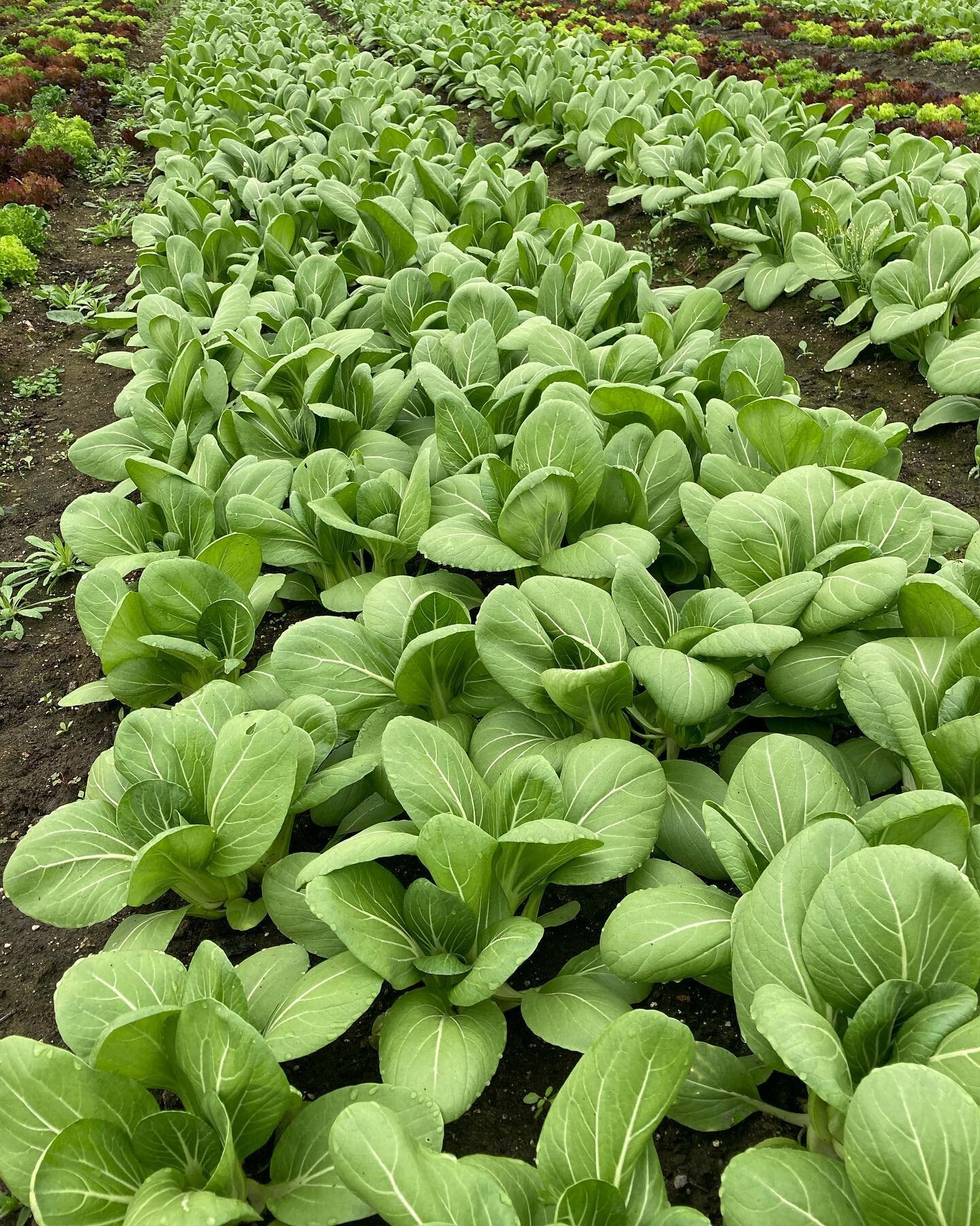 So much gorgeous baby bok choy coming at you. You&rsquo;ll be able to find it at @atlasfarm_store @rivervalleycoop and @mommascambridge once we harvest it on Friday.