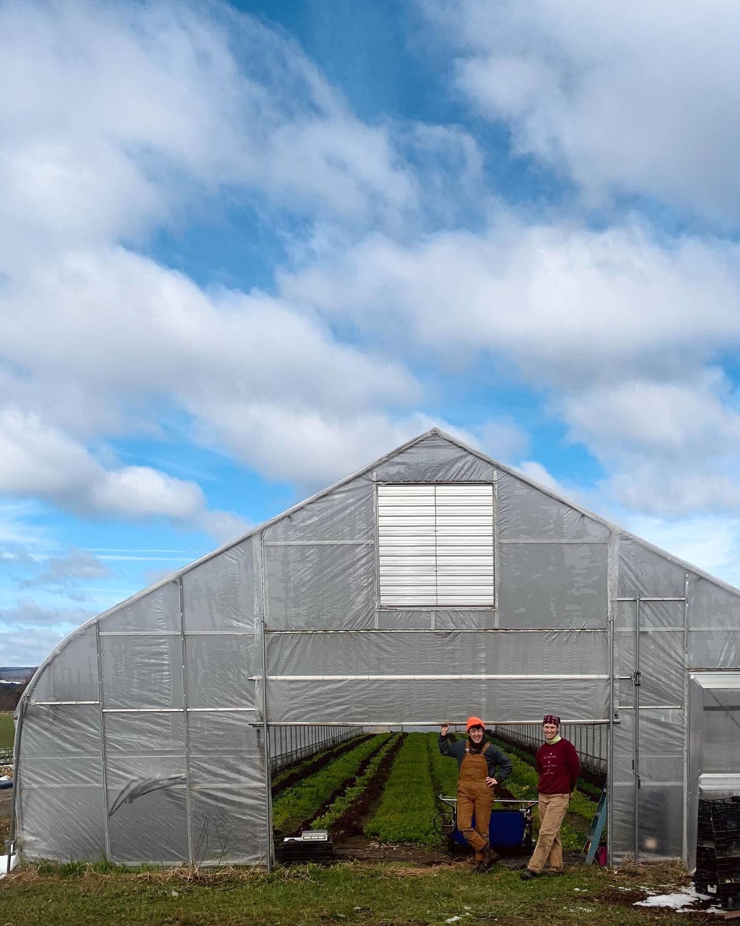 Our harvest manager @chloe__doyle and crew leader @anabellefarnham standing in front of a beautiful tunnel crop last week. These spring days really have been nice.