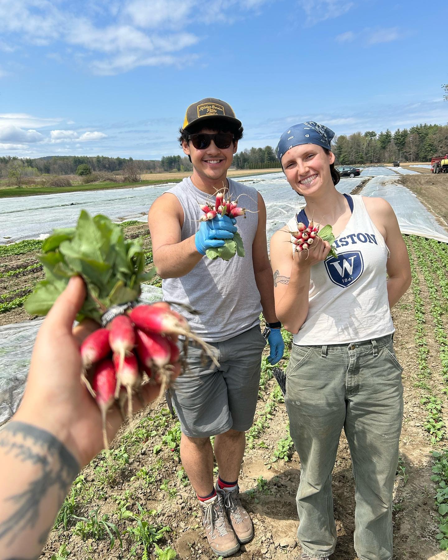 First outdoor harvest!! French breakfast radishes looking 💯