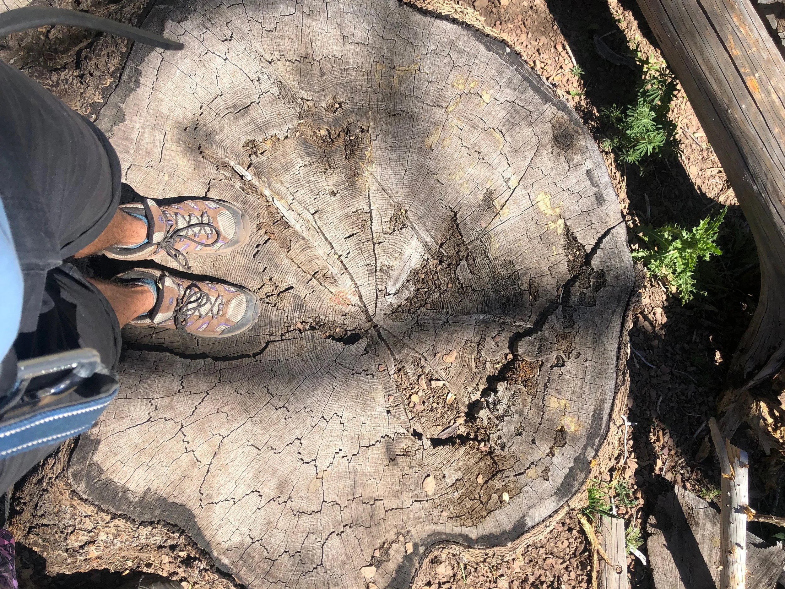 Transgender Murder Memorials: A Call for Intersectionality and Trans Livability