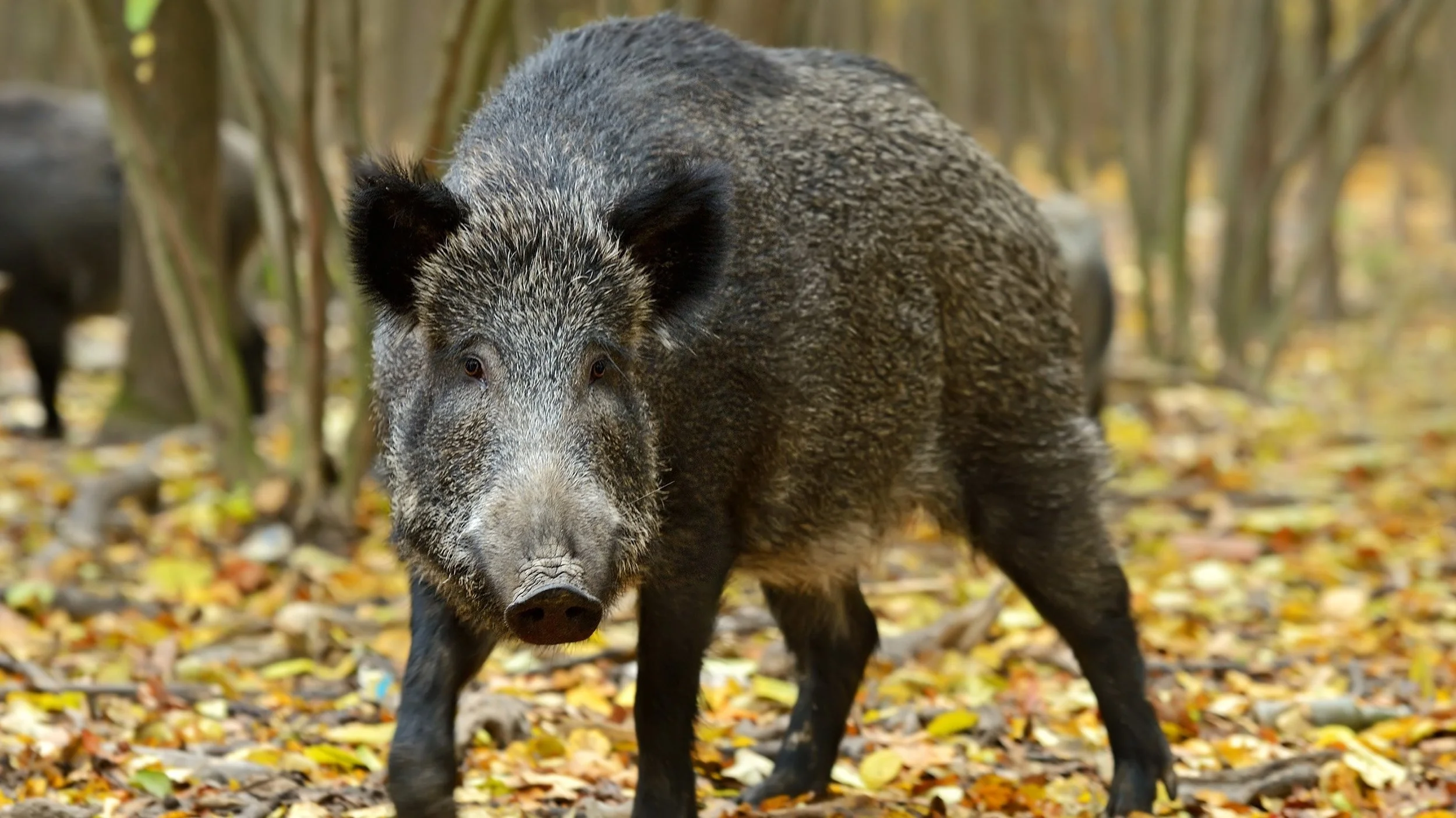 pig.jpg