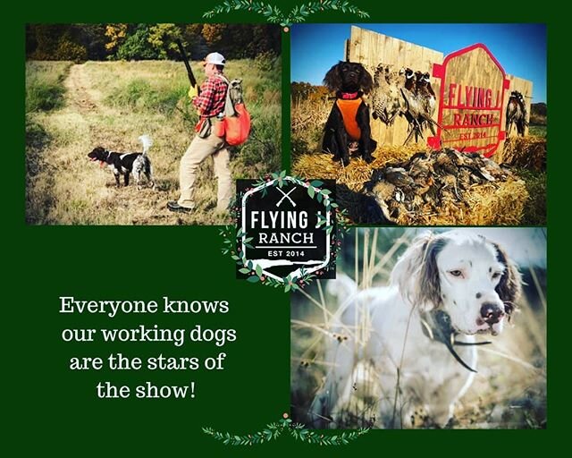 &quot;Everyone knows our working dogs are the stars of the show!&quot;
#workingdogs
#dogsofinstagram
#merrychristmas
#pheasanthunts
#quailhunts
#birddogs
#starsoftheshow
#flyingjranchok