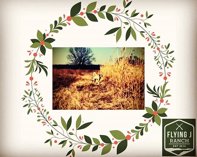 One of our very own dogs, a Christmas Star! If you have not already been out to the ranch and met him this is Boomer, working it!&nbsp;
#wishuponastar
#christmas
#working
#dog
#staroftheshow
#pheasant
#hunt
#flyingjranchok