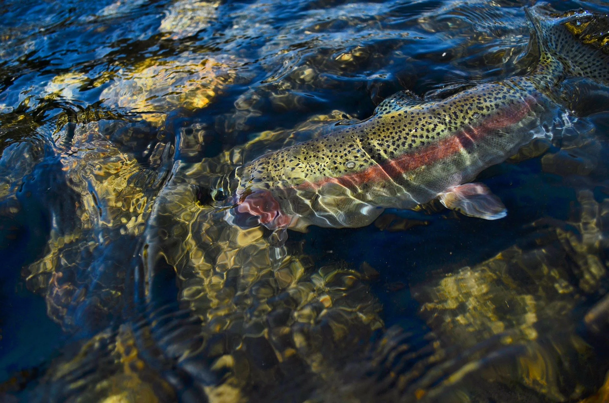 redband in water.jpg