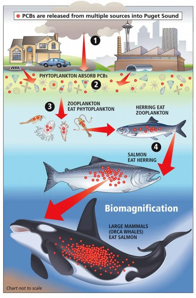 bioaccumulation-pcbs