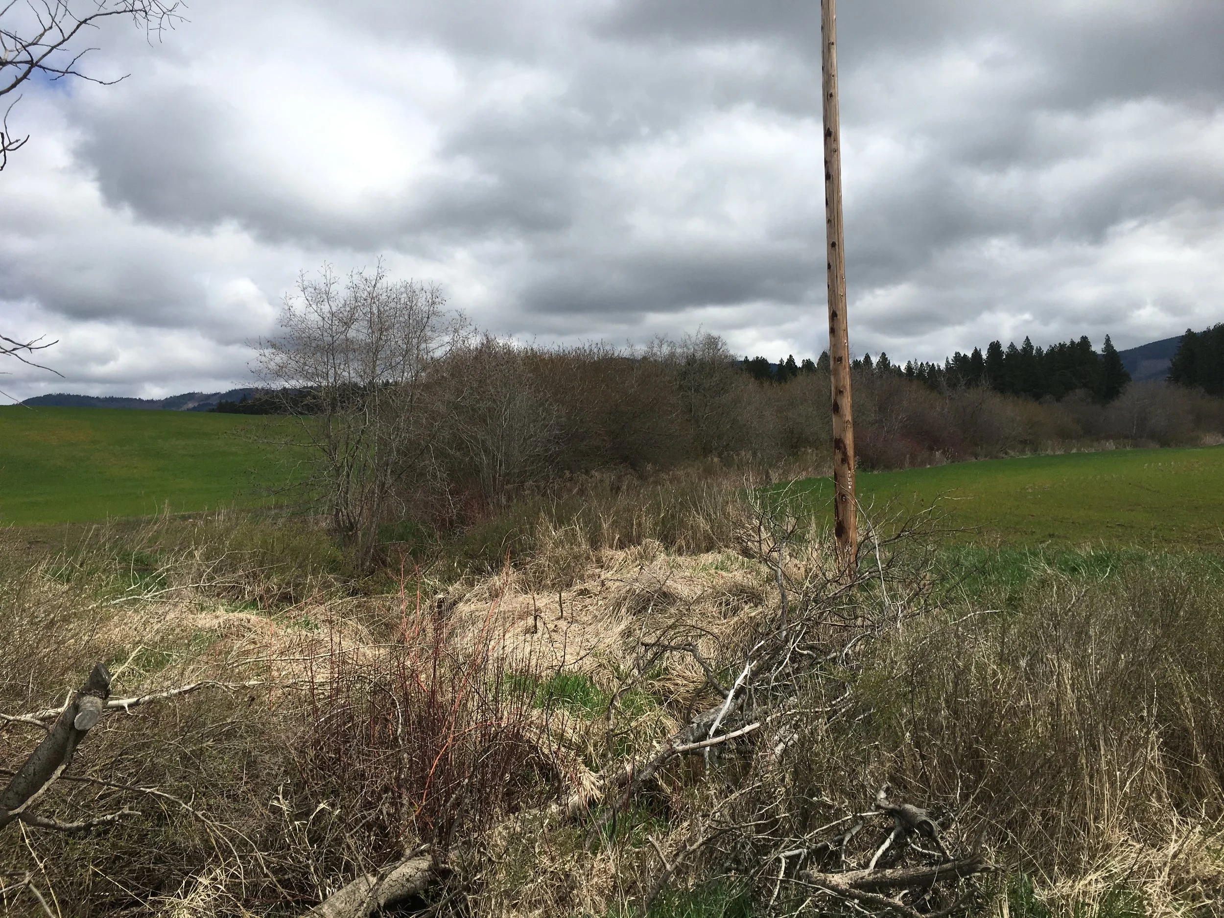 The Coeur d'Alene Tribe uses streamside vegetation, no-till farming, and grassy buffers to protect water quality. 