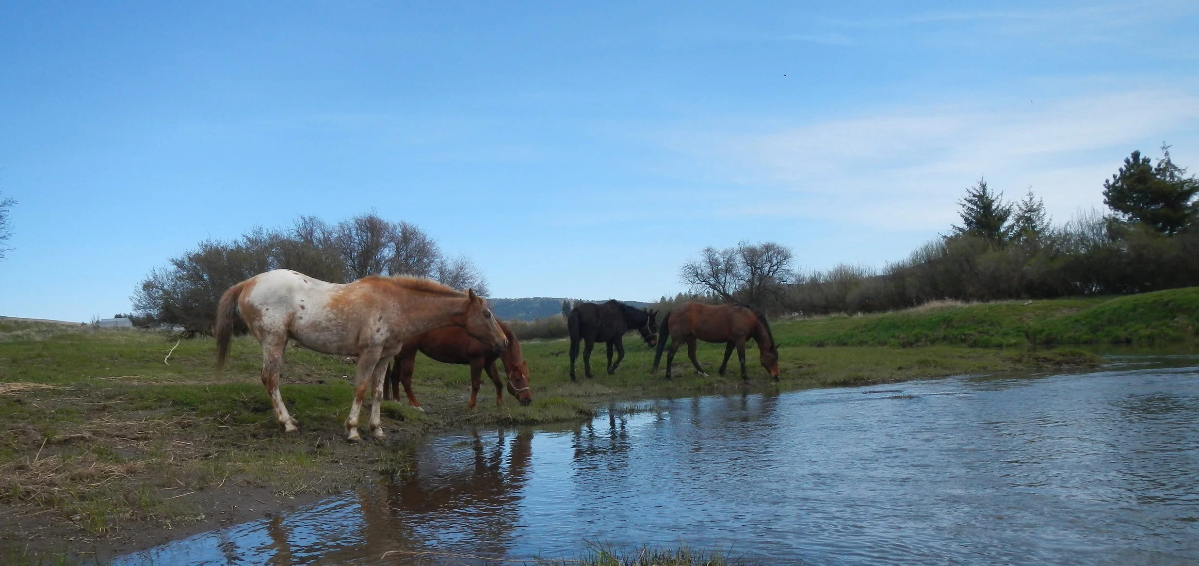 Livestock with access to the creek destroy streamside vegetation. 