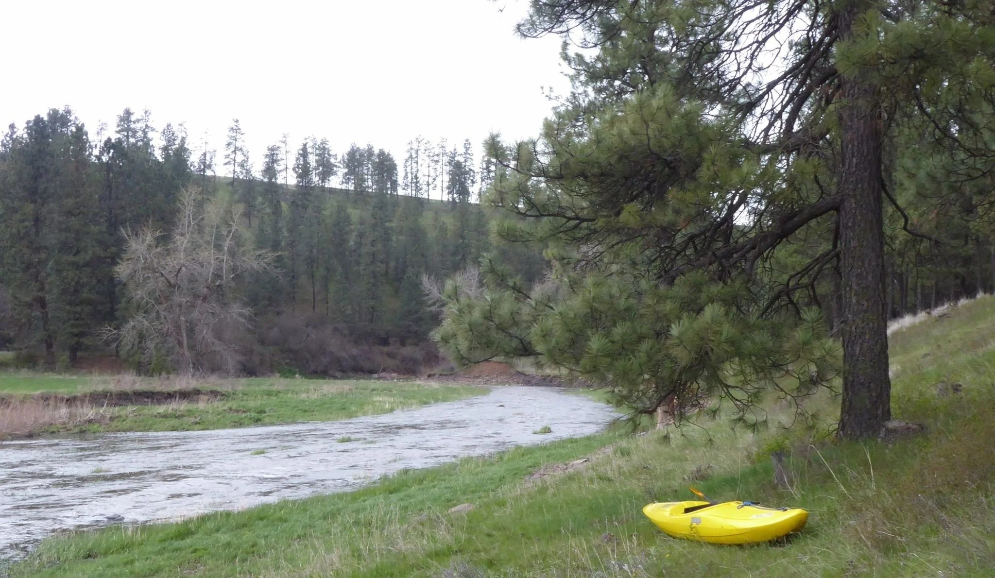 Streamside forests offer wildlife habitat, filter pollutants from surrounding land, restore groundwater, and provide shade. They also give tired kayakers a place to get out of the rain. 