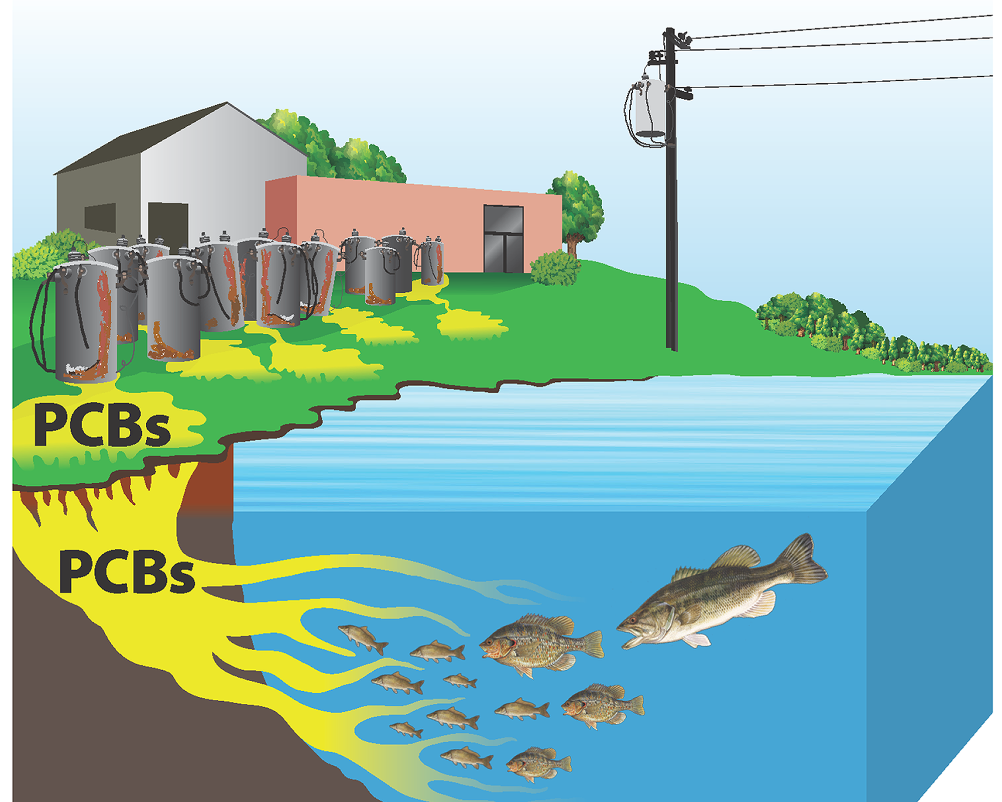 PCBs enter the water where they join the food chain and bioaccumulate in fish, making them unsafe to eat. Image courtesy of http://eatfishwisely.org/contaminants/