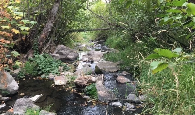 Riparian vegetation such as this protects water quality and provides habitat for trout and other organisms.
