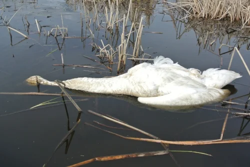 swan small.jpg