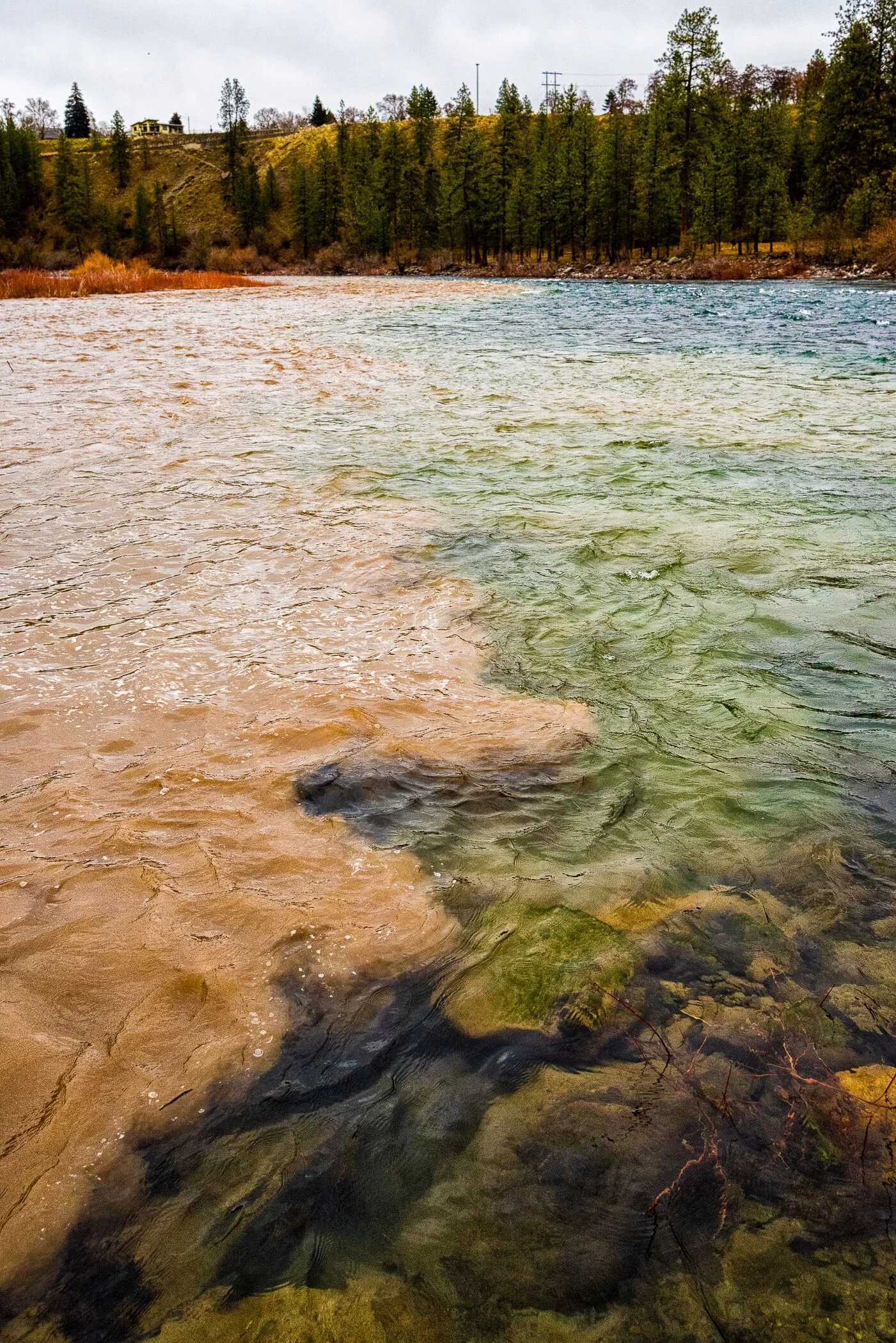 Sediment from Hangman Creek pollutes the Spokane River, burying fish nests and macroinvertebrates.