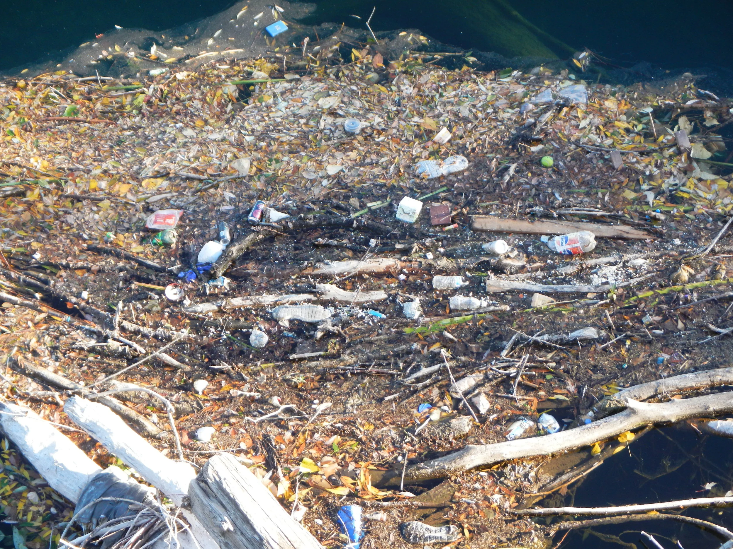 Act Now to Support the Reusable Bag Act (HB1205 and SB5323)