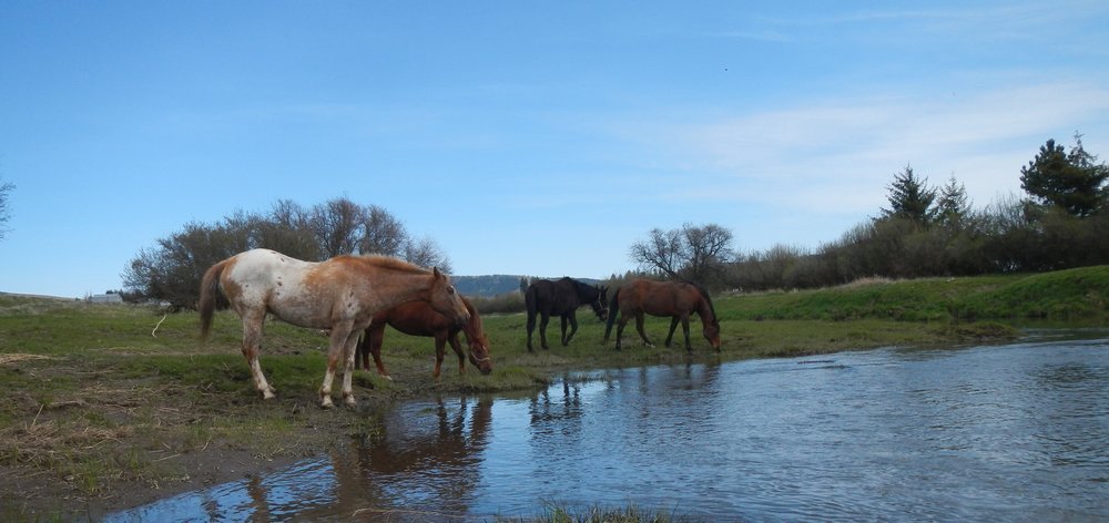 Farm animals grazing in streams and wetland areas