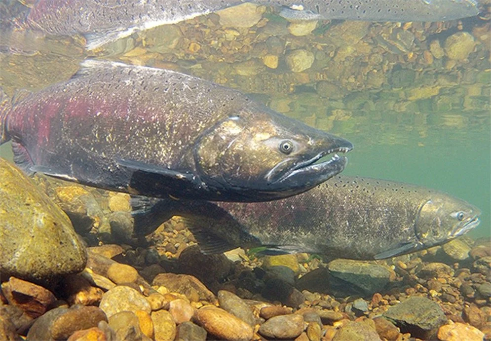 Salmon Stroll with Save Our wild Salmon