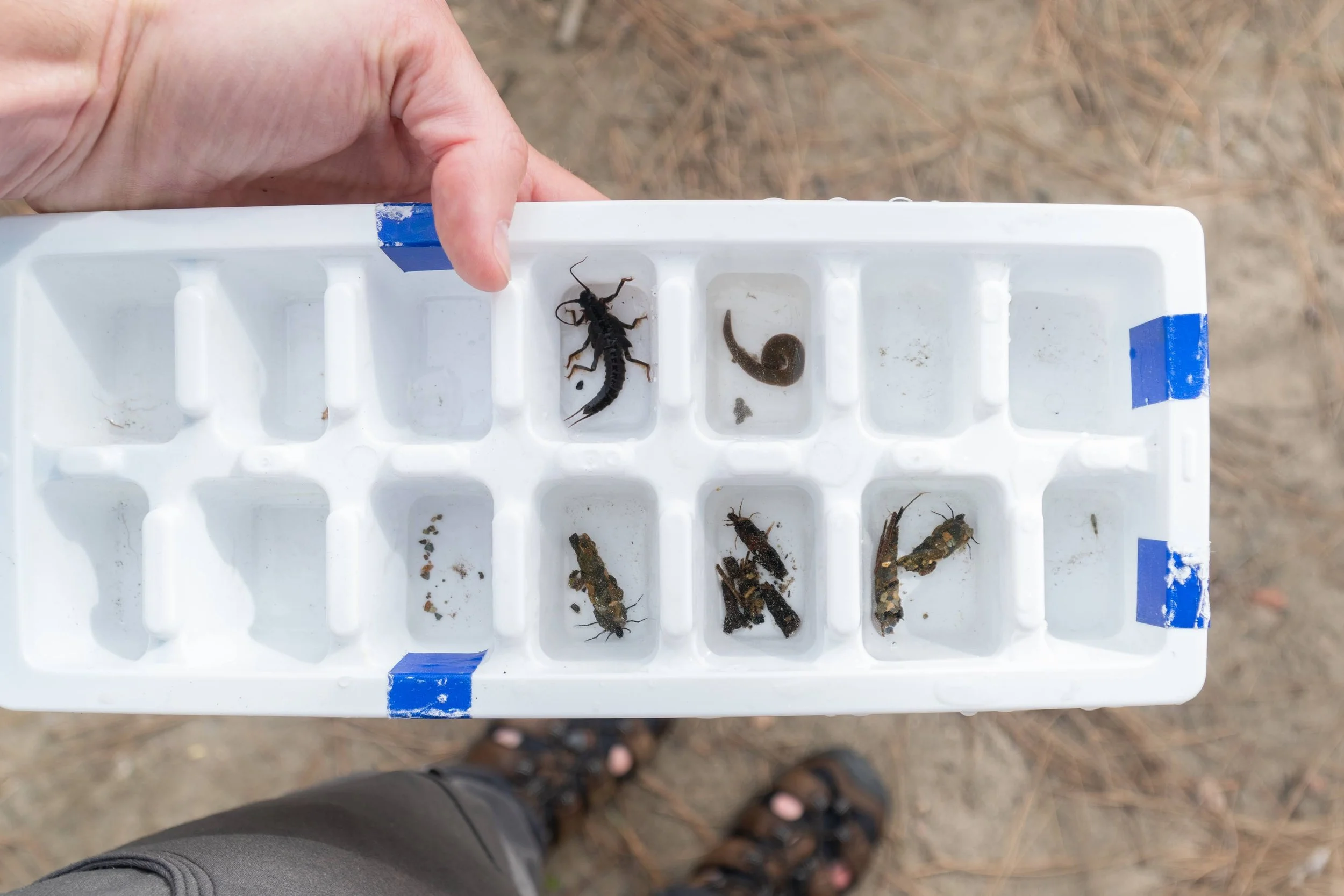 Macroinvertebrate sampling with Society for Freshwater Sciences