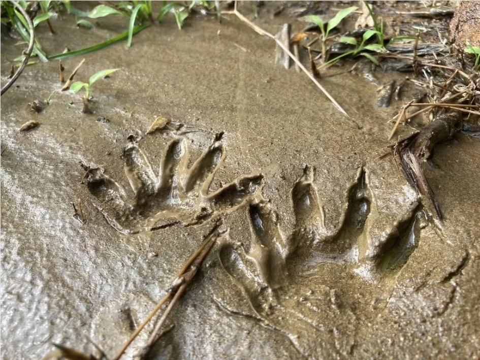 Scientists and Educators - Wildlife Tracking Certification &amp; Workshop