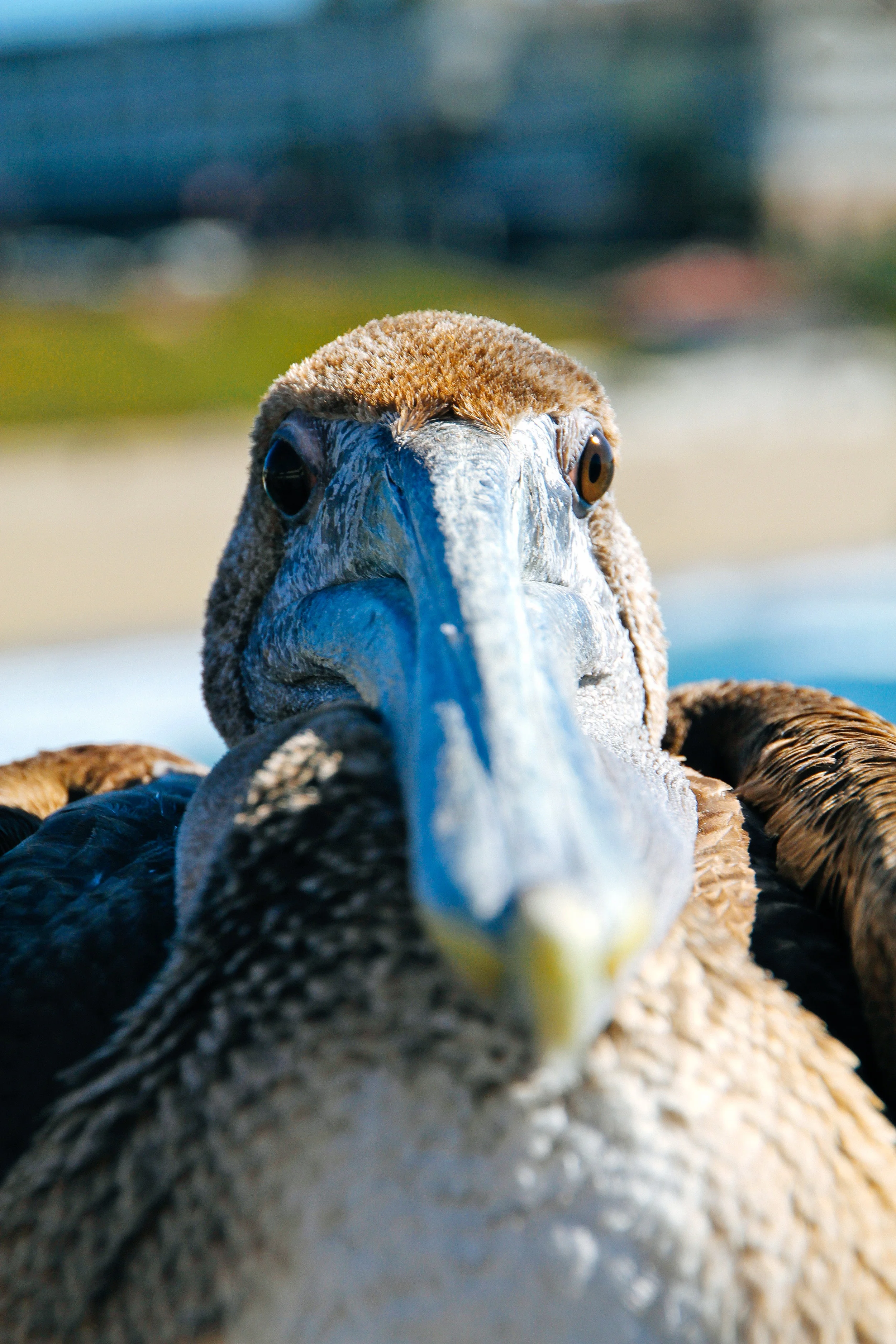 Pelican portrait