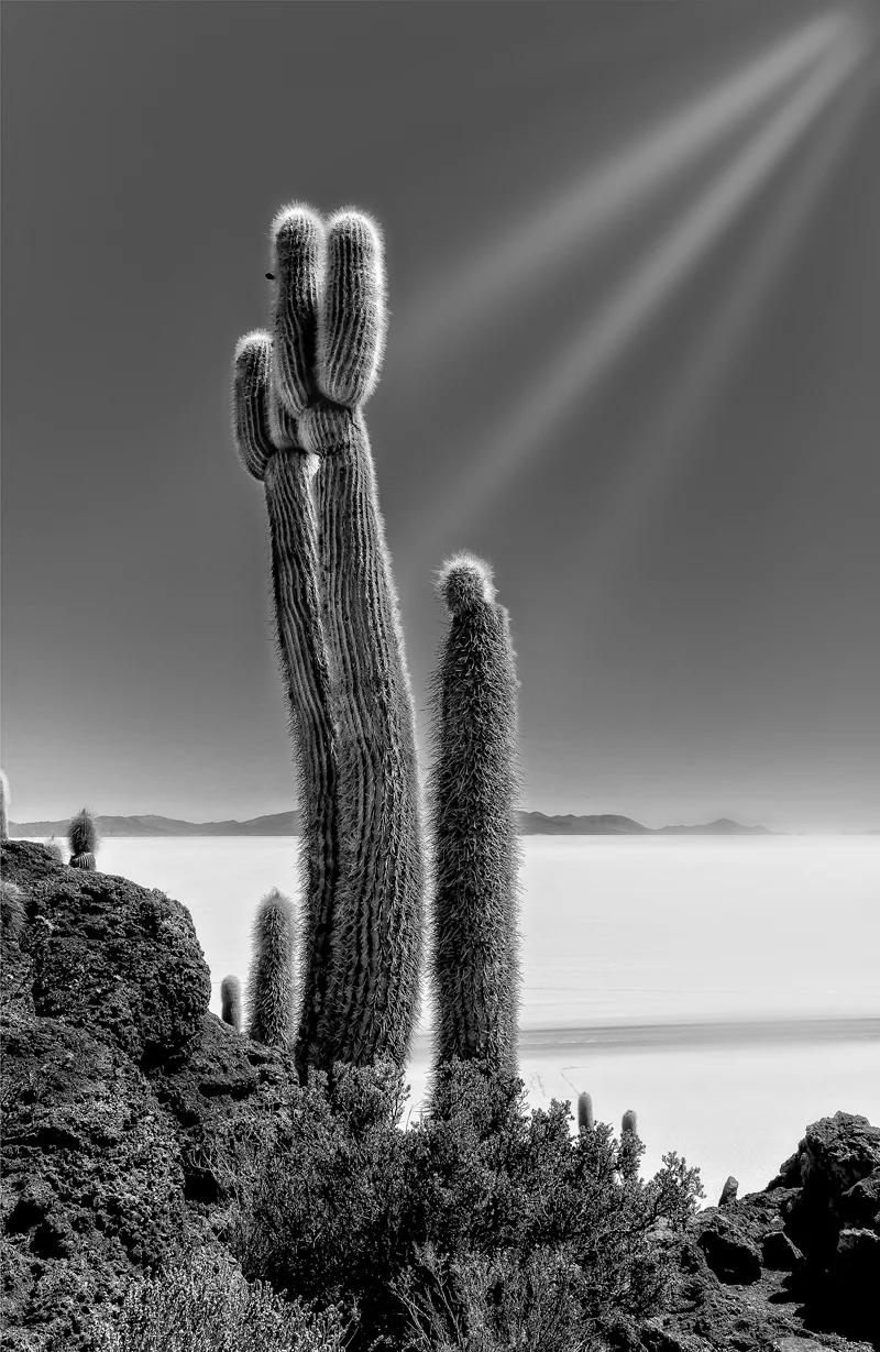 Cactus Island bolivian salt flats