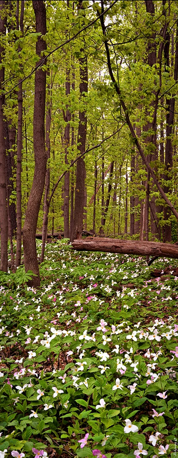 Trilliums Bronte Park