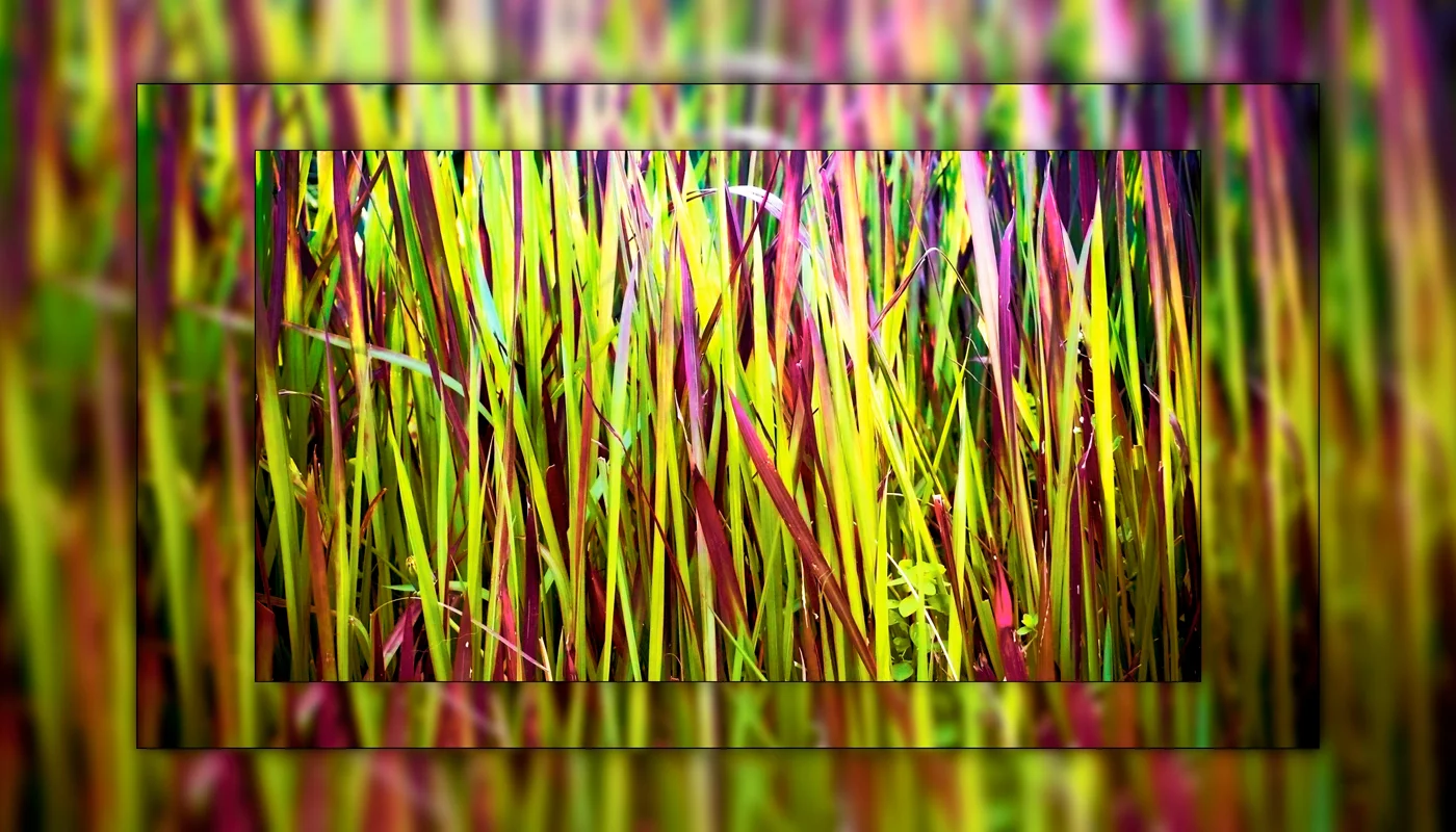 A rainbow of grass