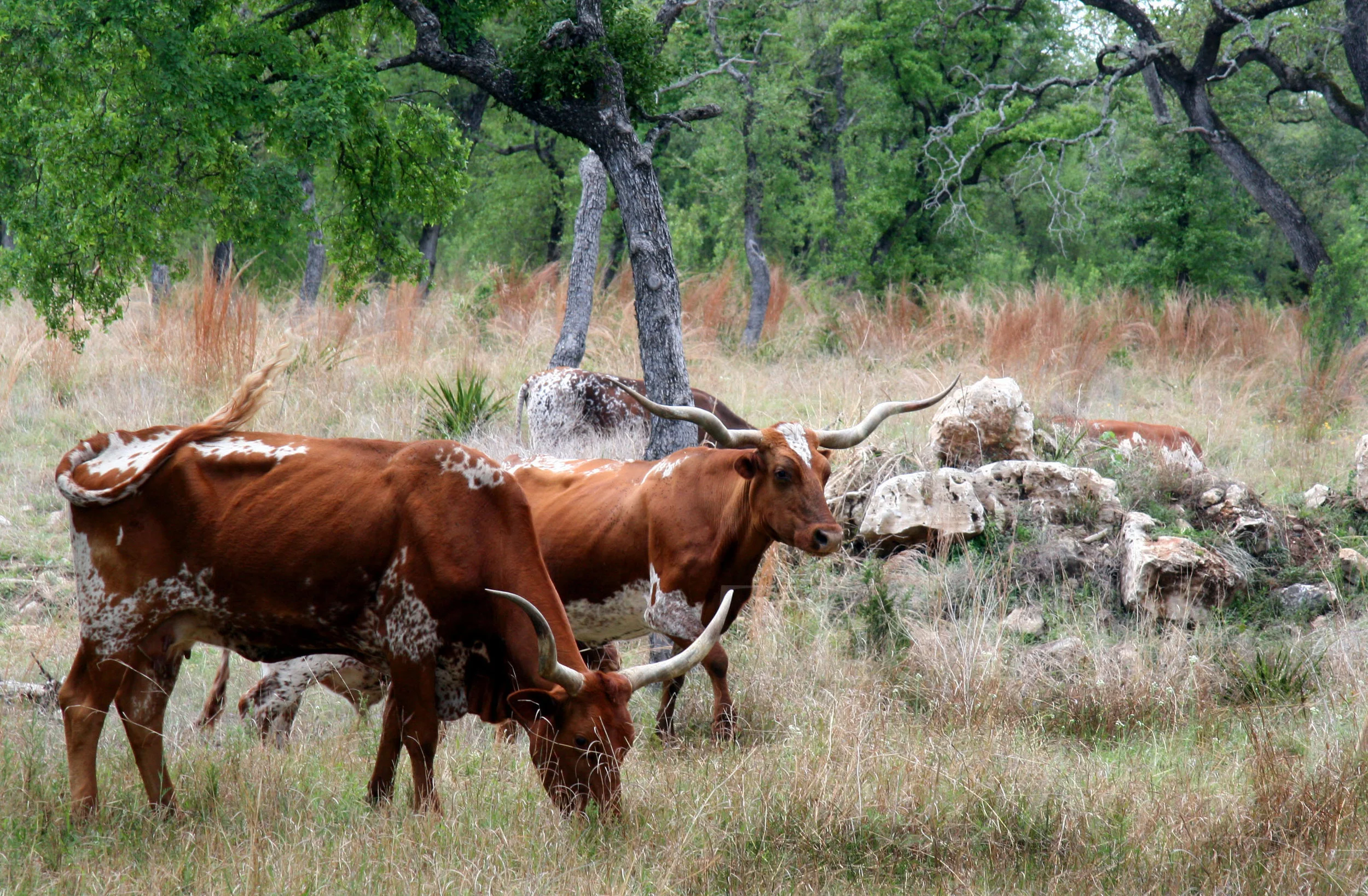 Cows001.jpg