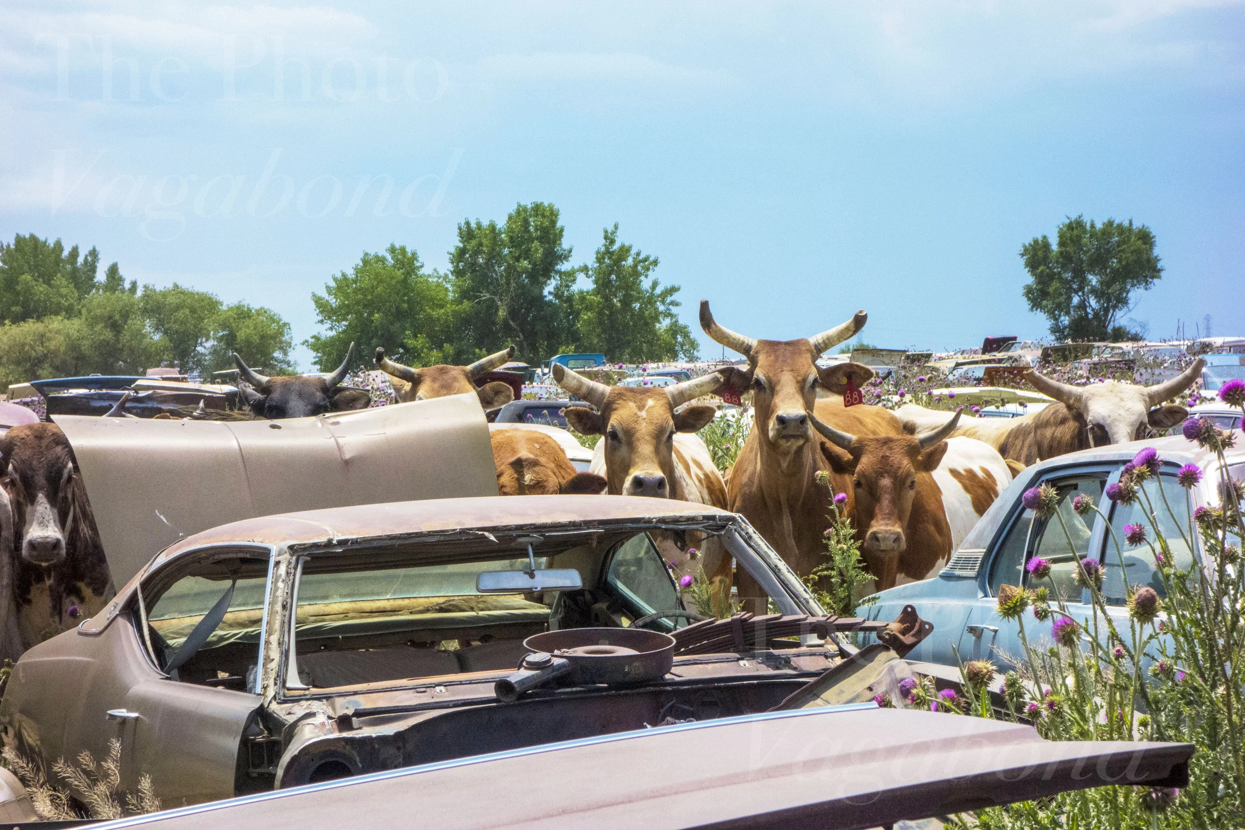 Cows002.jpg