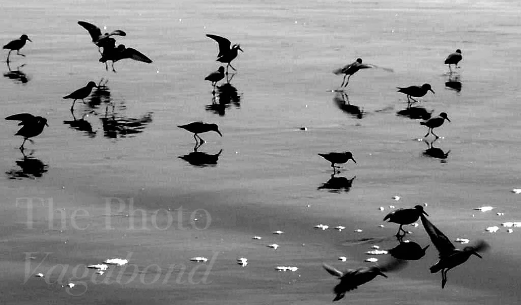 Birds007.jpg